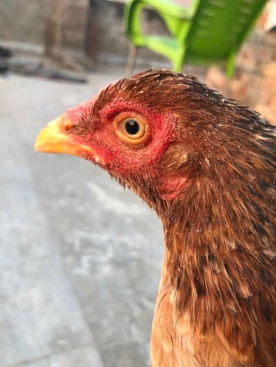 Aseel Miawali Breeder Murghi For Sale