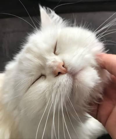 Cute Persian Cat 2 Coat