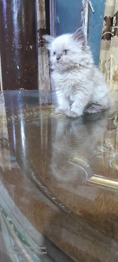RAGDOLL | PERSIAN KITTENS for sale