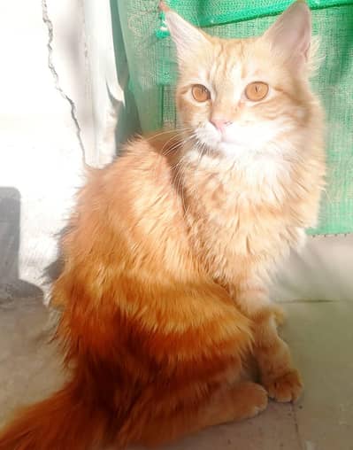 trained kitten urgent sale