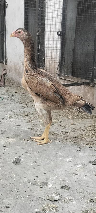chini German shamo for sale hope land breeds active and healthy
