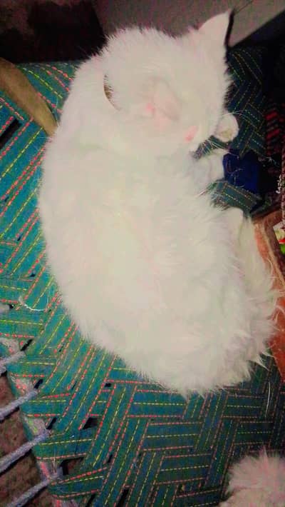 mashallah bohat cute ha  woshroom tranar ha 1 ankh blue our 1 white