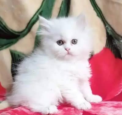 Cat for sale only WhatsApp number 03251512151