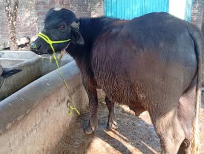 bull wacha katta qurbani