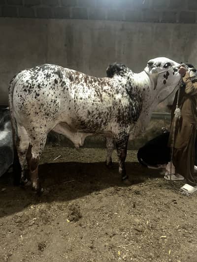 Nasli Cholistani bachra for sale. Qurbani 2026.