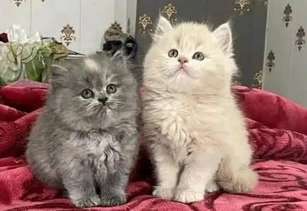 Cat for sale only WhatsApp number 03251512151