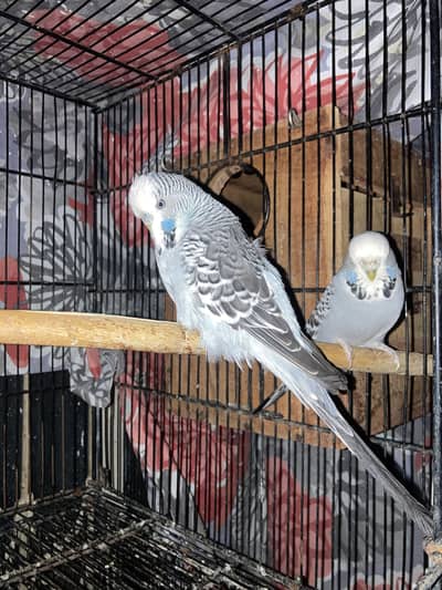 High-Quality Exhibition Budgies Pair – Healthy & Active