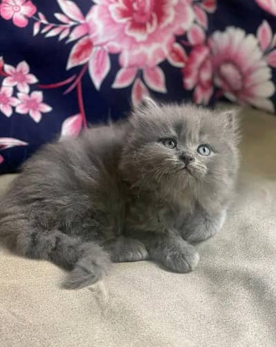 Cat for sale only WhatsApp number 03251512151