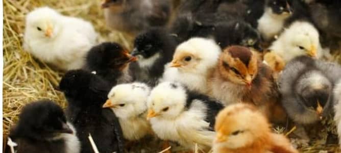 golden misri chick's