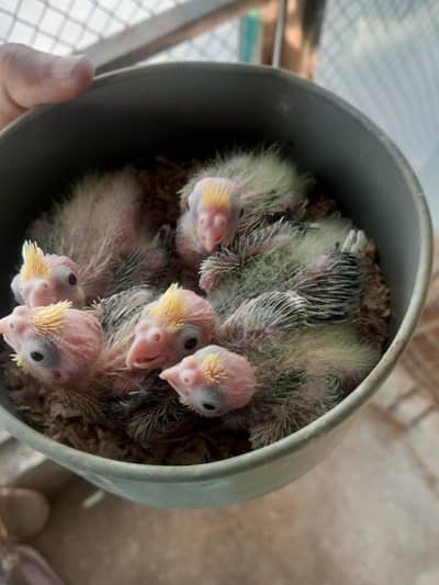 Cocktail chicks avail for handtamed