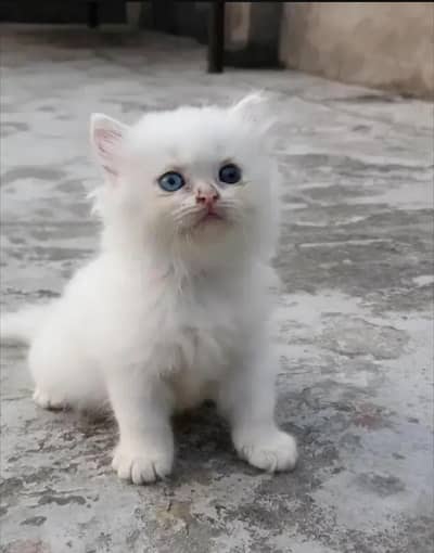 Persian Kitten available