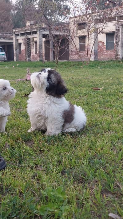 Shihtzu Toy breed playful healthy and active puppies available
