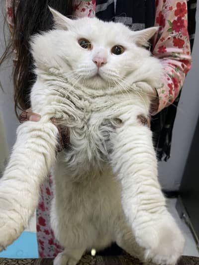 I am selling persian cat