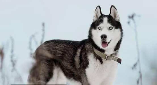 siberan huskey