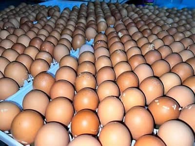 Lohman Brown Eggs in whole sale price