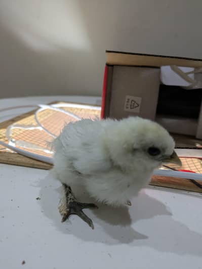 Aseel Heera chicks for sale