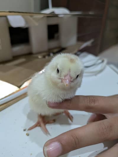 Aseel Heera | Ayam Cemani | Black and White silky