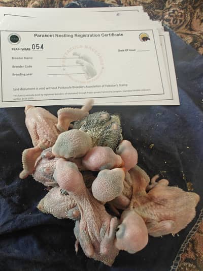 Kashmiri raw chiks and green ring nik chiks