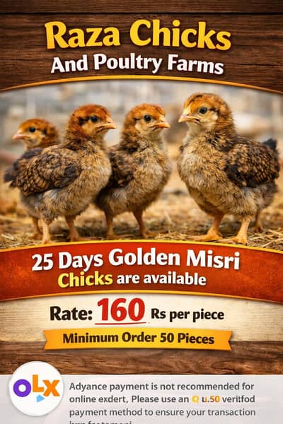 Golden misri chicks age 25 days available