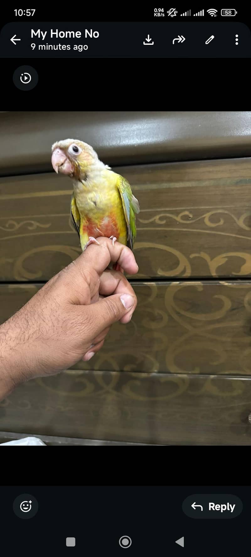 pineapple conure 0