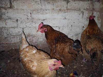 Golden misri Hens for sale