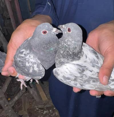 red eyes pigeons