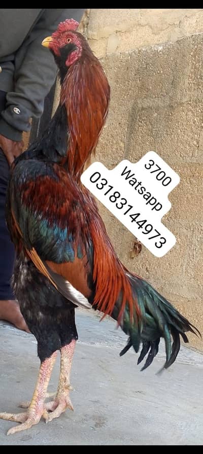 aseel murga | aseel murgi | murga