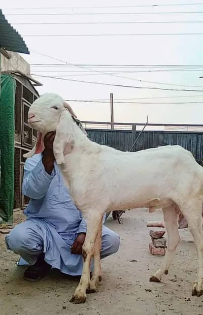 rajanpuri bakra