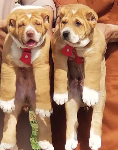 alabai security dog 3 month pair for sale heavy bone