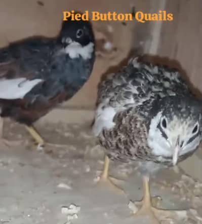 king Quails
