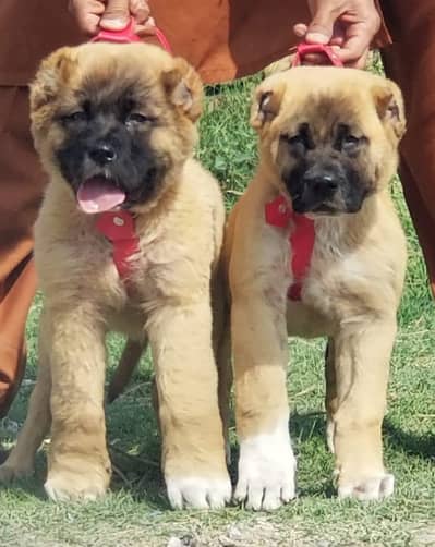 Kurdish kangal security dog 2 month pair for sale