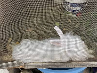 Pure English head white red eyes angora