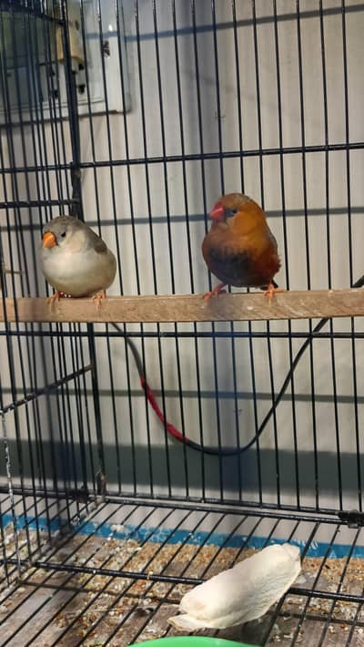 exhibition full Orange working pairs