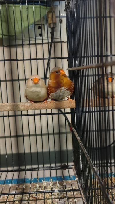 exhibition full Orange working pairs