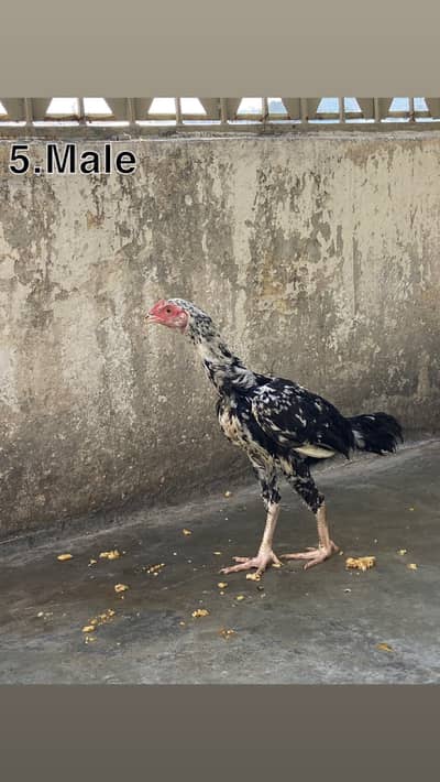 5 aseel bacha for sale Male/ female