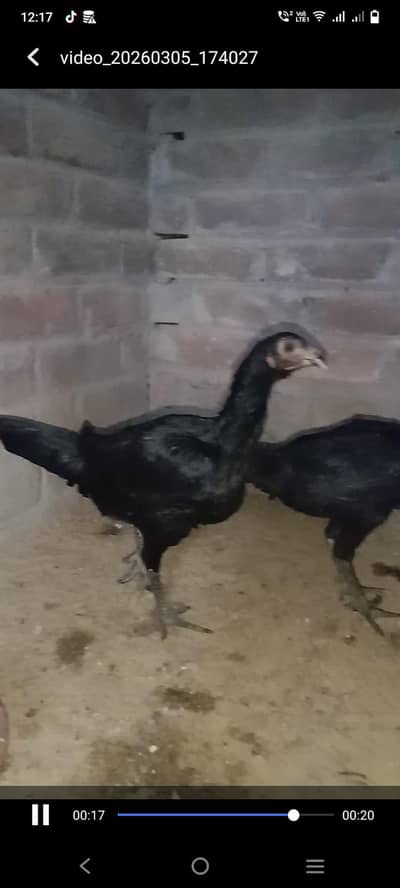 panus pokaye 2 pathiyan for sale