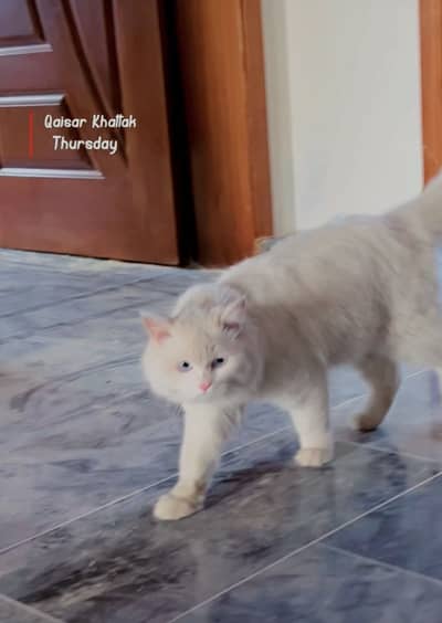 Persian cat  ( MALE )