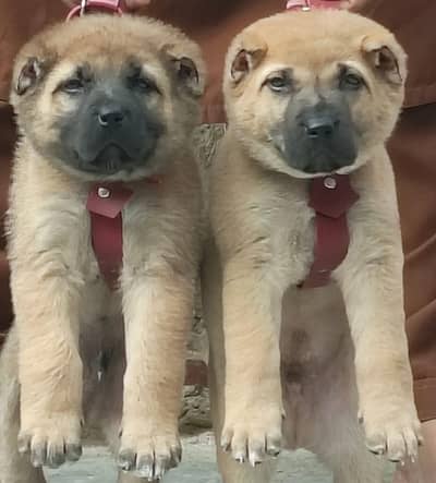 contact Number 031/796/63122