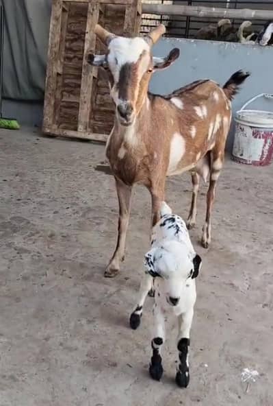 tedy female shera print 2 dant with male kid for sale