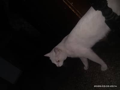 Urgent sale male cat