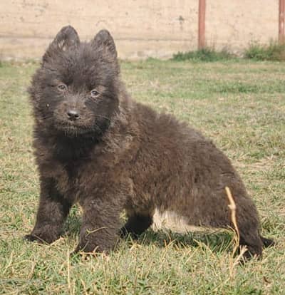 black Shepherd 2 month male for sale heavy bone