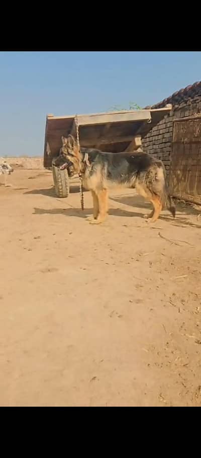 GSD female