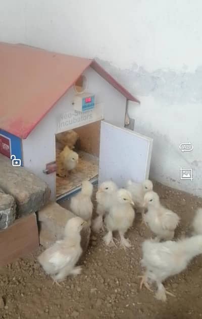 White cocine heavy buff