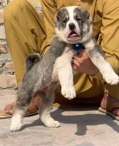 alabai security dog 2 month male for sale heavy bone