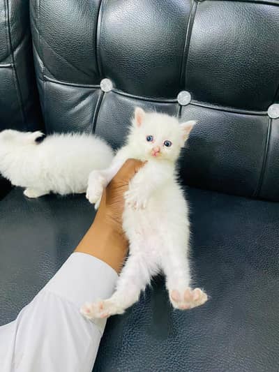 PURE PERSIANS CATS