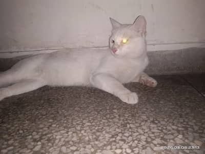 urgent sale male cat