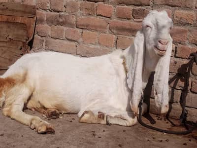 Pure Gullabi Sindhi / Bisar Sindhi