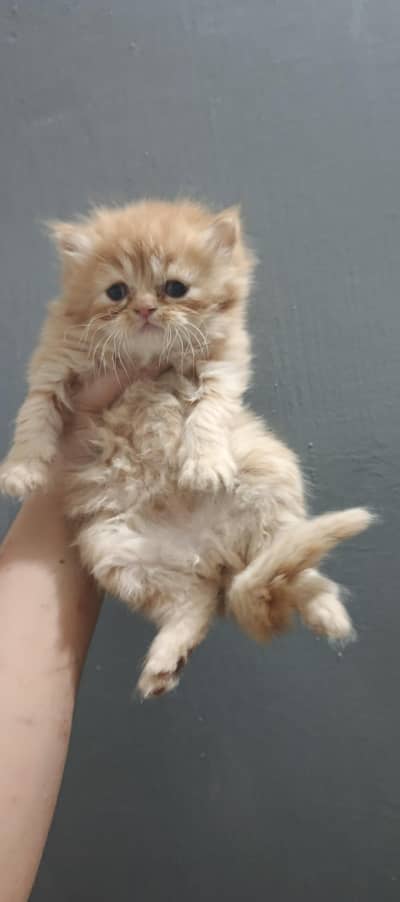 Persian kitten