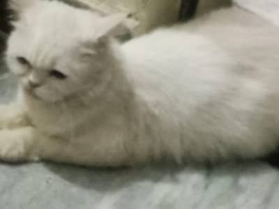 Persian cat with kittens