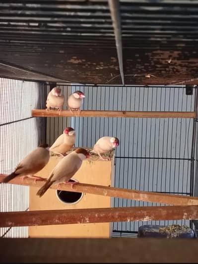 2 pair fawn java for sale breeder agr 1.5 years +